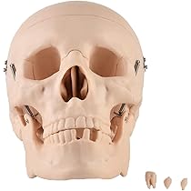 顎関節模型 Amazon.co.jp: LSOAARRT 頭蓋骨 頭蓋骨模型 骸骨 模型 顎関節 歯